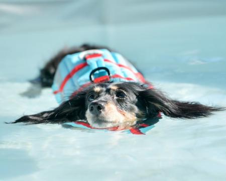 【大阪】愛犬専用“サポート付きドッグプール”を今年も