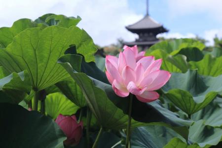 横浜・三溪園「早朝観蓮会」2026年７月25日（土）から