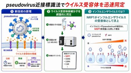 「ウイルス受容体」の迅速解析法を開発 〜未知のutf-8