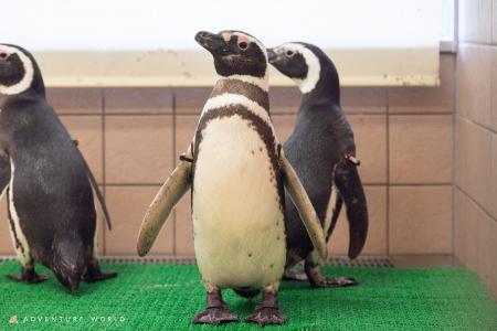 １０種類のペンギンに会える日本唯一のパークへ！マゼ