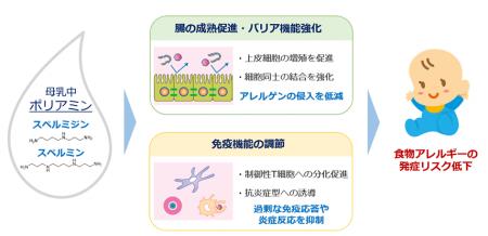 母乳成分ポリアミンの生理機能に関する知見を新生児栄