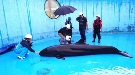 【（一財）沖縄美ら島財団】ハワイ沿岸の絶滅危惧オキ