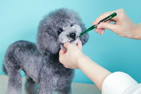 【初回生産分完売】「犬が歯磨きを嫌がる理由」から開 【初回生産分完売】「犬が歯磨きを嫌がる理由」から開