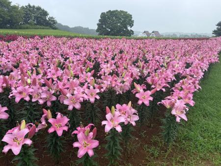 【わずか10日間の奇跡】東京ドイツ村の「初夏の絶景」