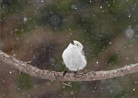 北海道の自然写真が札幌・チカホに集結 第9回年utf-8 北海道の自然写真が札幌・チカホに集結 第9回年utf-8