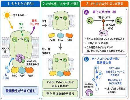 光化学系IIの表在性タンパク質を再構成した構造から酸 光化学系IIの表在性タンパク質を再構成した構造から酸