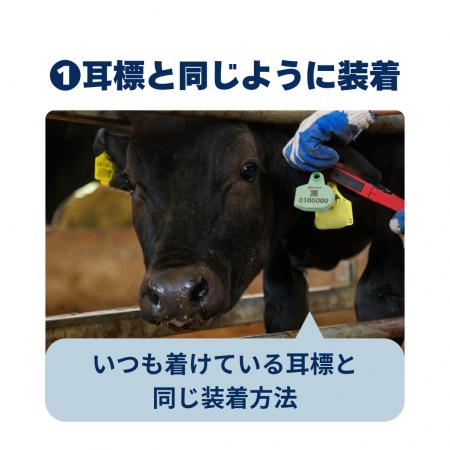 U-motion(R)イヤタグセンサー、繁殖牛への対応を開始 U-motion(R)イヤタグセンサー、繁殖牛への対応を開始