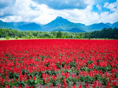 10haの色鮮やかな花畑「YATZ GARDEN (ヤッツガーデン) 10haの色鮮やかな花畑「YATZ GARDEN (ヤッツガーデン)