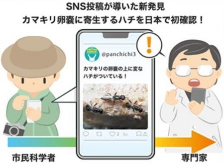 SNS投稿が導いた新発見　カマキリ卵嚢に寄生するハチ