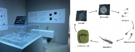 北海道標茶町の天然記念物「キタサンショウウオ」の展