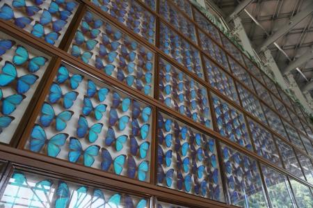 世界の昆虫展 開催｜国営アルプスあづみの公園【大町