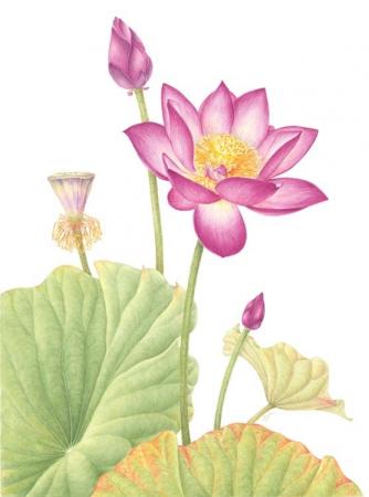 国営平城宮跡歴史公園「花蓮の交流展」2026年8月23日