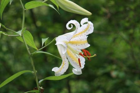 「ヤマユリ」一番花が咲きました（国営武蔵丘陵森林公