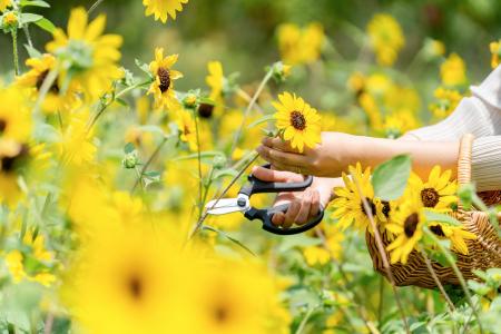 【子ども入園無料！】ヒマワリなど13,000株超の花畑と