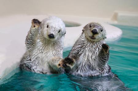 【JAF三重】夜の鳥羽水族館を貸切で満喫!JAFフェステ 【JAF三重】夜の鳥羽水族館を貸切で満喫!JAFフェステ
