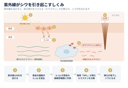 成分研究化粧品の「トゥヴェール」、共同研究が第26回