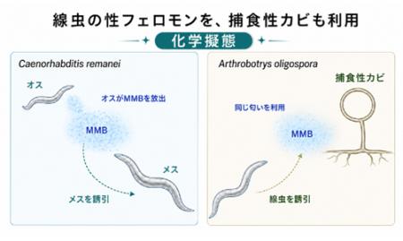 捕食者の罠は「恋の匂い」だった ~線虫で初めて「空 捕食者の罠は「恋の匂い」だった ~線虫で初めて「空