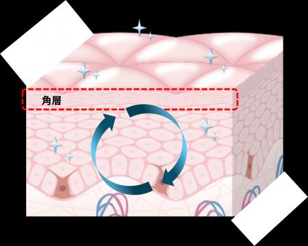 角層状態の変化に伴う肌内部の変化を生きている肌の皮 角層状態の変化に伴う肌内部の変化を生きている肌の皮