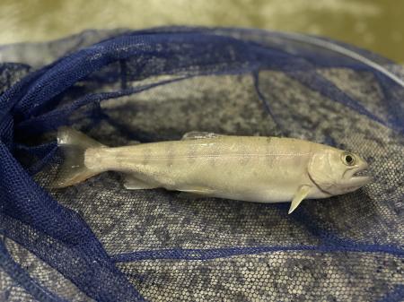 ～ AIで、日本の養殖を『予測可能』な産業へ ～utf-8