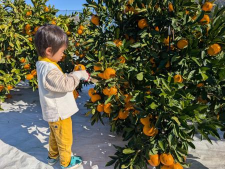 和歌山の優良品種「ゆら早生」を海南市下津町で食べ放 和歌山の優良品種「ゆら早生」を海南市下津町で食べ放