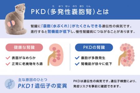 ネコの多発性嚢胞腎に関わる遺伝子変異、減少傾向を確