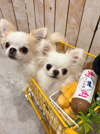 「伝えて、届ける」 ペットモが国産ロールフード「ぺ 「伝えて、届ける」 ペットモが国産ロールフード「ぺ