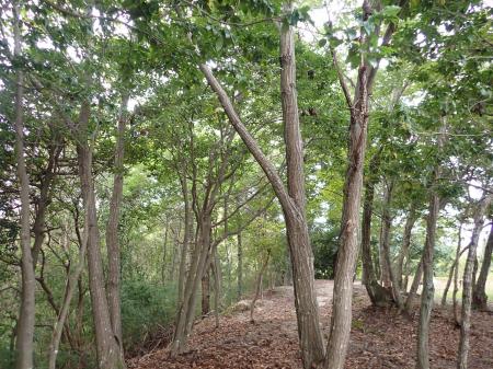 ミルボン、ゆめが丘工場敷地内の緑地が環境省「自然共 ミルボン、ゆめが丘工場敷地内の緑地が環境省「自然共