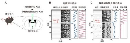 体内時計が排卵周期を整える新たな神経メカニズムを発 体内時計が排卵周期を整える新たな神経メカニズムを発