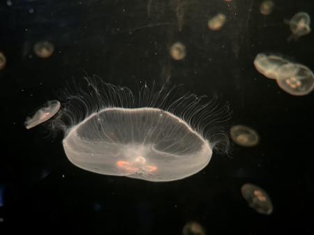 【下田海中水族館】7月14日は「ゼラチンの日」2026年7 【下田海中水族館】7月14日は「ゼラチンの日」2026年7