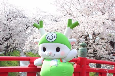 【埼玉県深谷市】満開の桜をもう一度!~渋沢栄一のふ 【埼玉県深谷市】満開の桜をもう一度!~渋沢栄一のふ