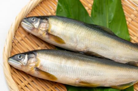 高知県内最後の鮎養殖場を、食べて応援しよう！　ECサ