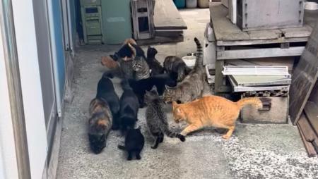 住民数を上回る猫たち―人口約60人の島で約80頭。移動 住民数を上回る猫たち―人口約60人の島で約80頭。移動
