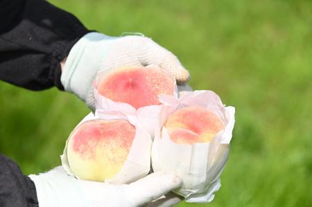 西日本最大の桃産地が迎える「熱い夏」 西日本最大の桃産地が迎える「熱い夏」