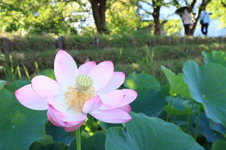 早朝に咲く大輪 高槻市の新川でハスが開花 早朝に咲く大輪 高槻市の新川でハスが開花