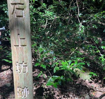 日本茶800年の歴史の起源に触れる。佐賀・脊振山に伝