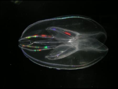 九十九島のクシクラゲから生命進化の謎に迫る! 九十九島のクシクラゲから生命進化の謎に迫る!