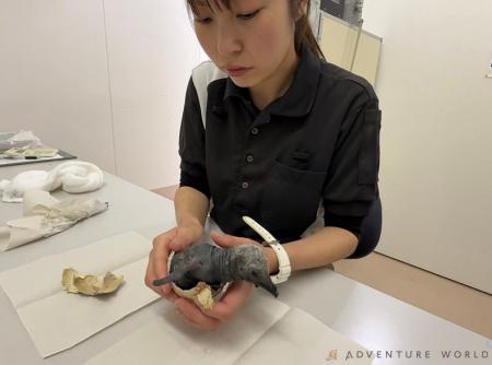 オウサマペンギンの赤ちゃんが誕生!本日(7月13日 オウサマペンギンの赤ちゃんが誕生!本日(7月13日