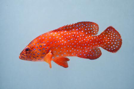 【広島もとまち水族館】特別企画展『ゆかた彩る、夏の