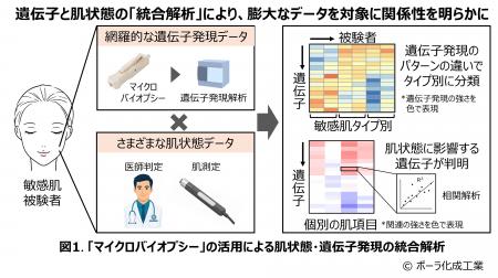 敏感肌タイプを遺伝子レベルで明らかに