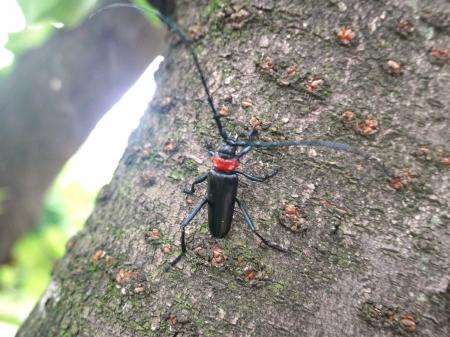 埼玉県行田市のさきたま古墳公園でクビアカツヤカミキ