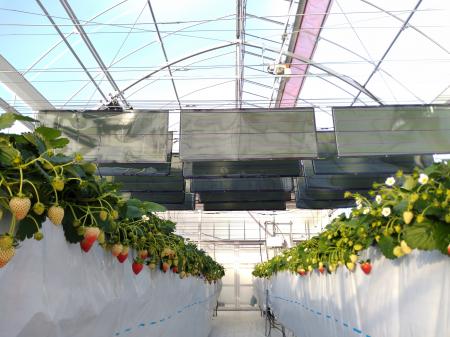 いちご栽培ハウス内における太陽光発電の実証試験を開 いちご栽培ハウス内における太陽光発電の実証試験を開