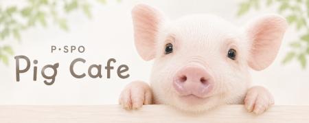 【愛媛・松山】P・SPO Pig Cafe 公式Instagram開設 【愛媛・松山】P・SPO Pig Cafe 公式Instagram開設