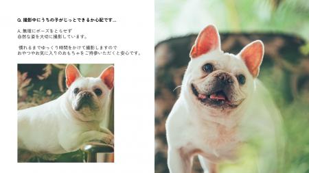 伊勢神宮から車で5分。「愛犬を、アートに。」予約1年