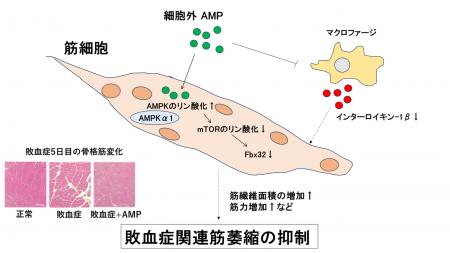 敗血症関連筋萎縮を抑制する新規治療薬の可能性 敗血症関連筋萎縮を抑制する新規治療薬の可能性
