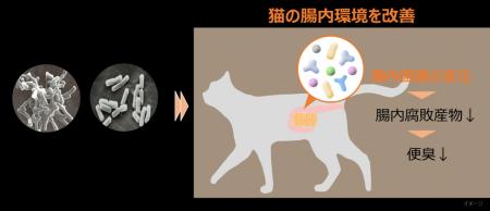 ビフィズス菌G9-1と乳酸菌KS-13による猫の腸内環境改 ビフィズス菌G9-1と乳酸菌KS-13による猫の腸内環境改