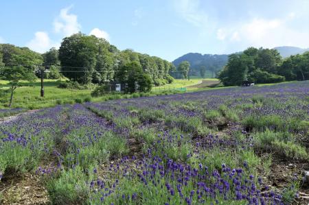 たんばらラベンダーパーク、開花最盛期へ　早咲き・中