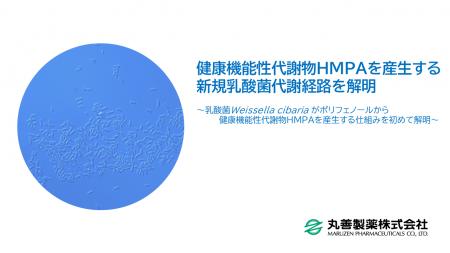健康機能性代謝物HMPAを産生する新規乳酸菌代謝経路を