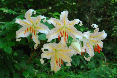 六甲高山植物園カサブランカのもとになった日本utf-8