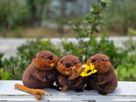 アトアの生きものが新グッズに！飼育員監修のビーバー