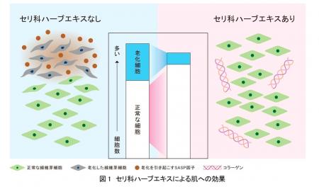 資生堂、「セリ科ハーブエキス」に肌の老化細胞除去と